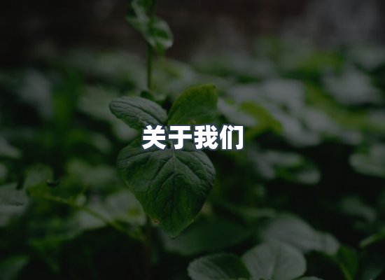 专业团队